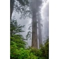 thumbnail image 2 of Art.com Misty Milky Redwood Tree, California Coast Photographic Print by Vincent James, 24" x 36", 2 of 4