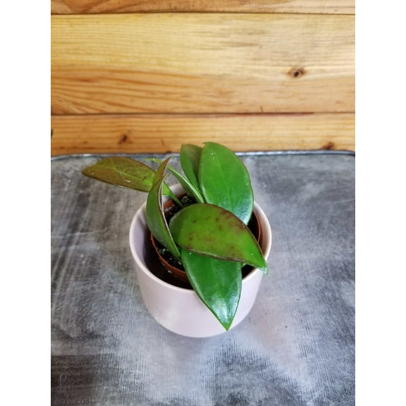 Hoya Minahassae, 2" Plant, The Plant Farm