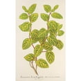 thumbnail image 3 of Charles Antoine Lemaire 11x14 Black Modern Framed Museum Art Print Titled - Lonicera Brachypoda Var. Fol. Golden (1854-1896), 3 of 5