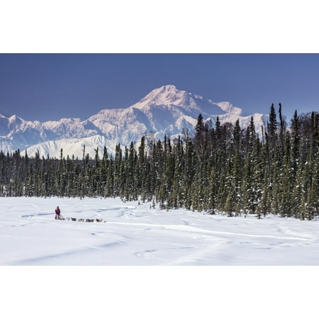 During Spring Training - Dog musher Martin Buser runs his team during a spring training run on a lake with Mt Mckinley and Alaska Range in the background Southcentral Alaska Stretched Canvas - Jeff Schultz Design Pics (19 x