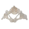 thumbnail image 4 of TISHITA Female Pelvis Model Female Skeleton Model for Patent Communication Gynecology, 4 of 8