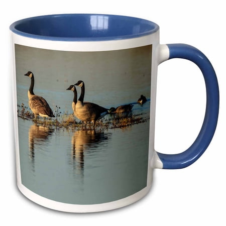 3drose, Usa, Oregon, Baskett Slough Nwr, Canada Geese, Branta Canadensis., 15oz Two-tone Blue Mug