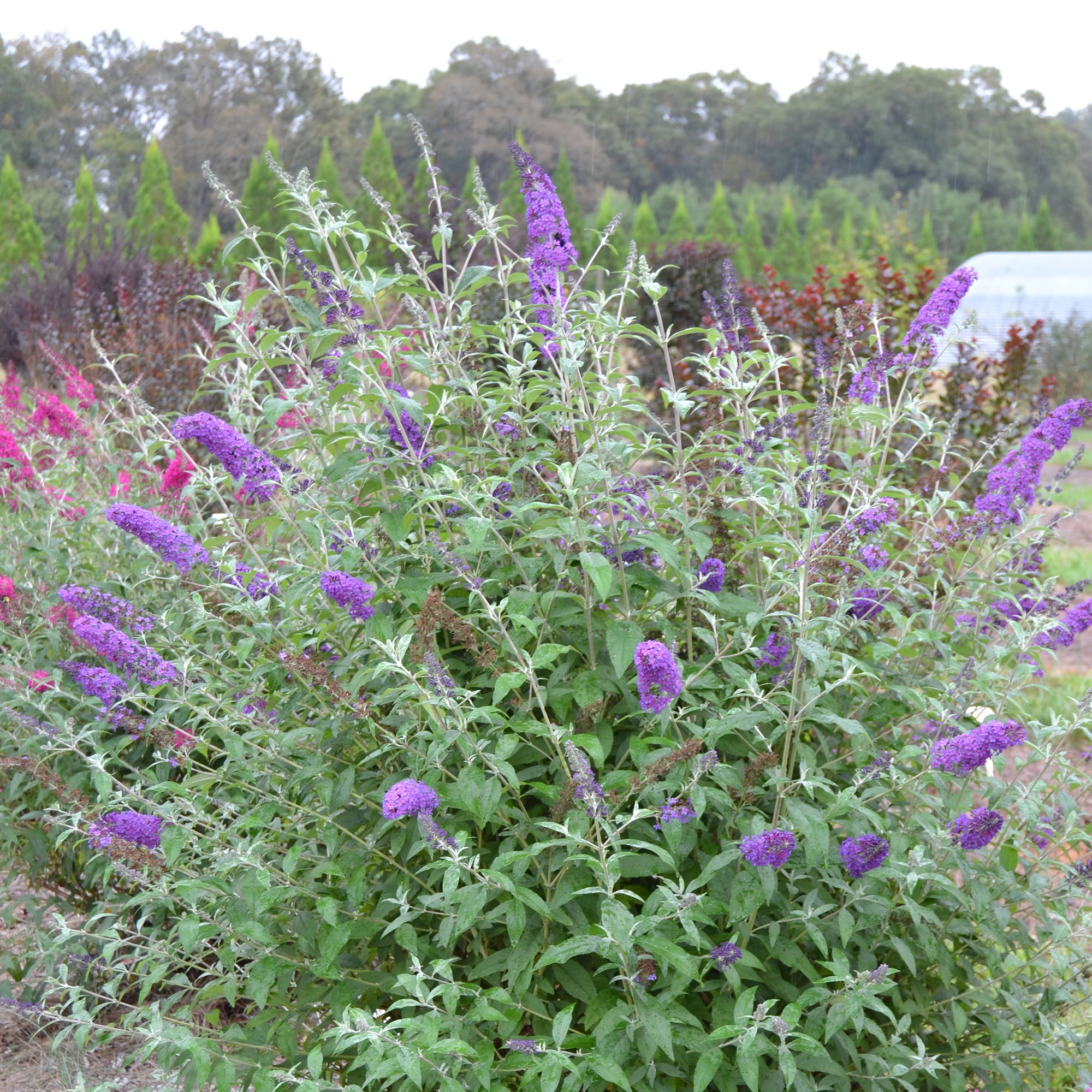 First Editions Buddleia Psychedelic Sky Live Shrub in 2-Gallon Grower Pot