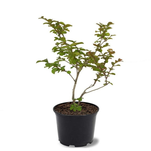 Expert Gardener 1-1.5 ft tall Tonto Crape Myrtle Live Tree in 1-Gallon Grower Pot