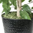 thumbnail image 6 of LCG Florals Artificial Tree, Ficus Tree, 4 ft, Black Metal Planter, 6 of 8
