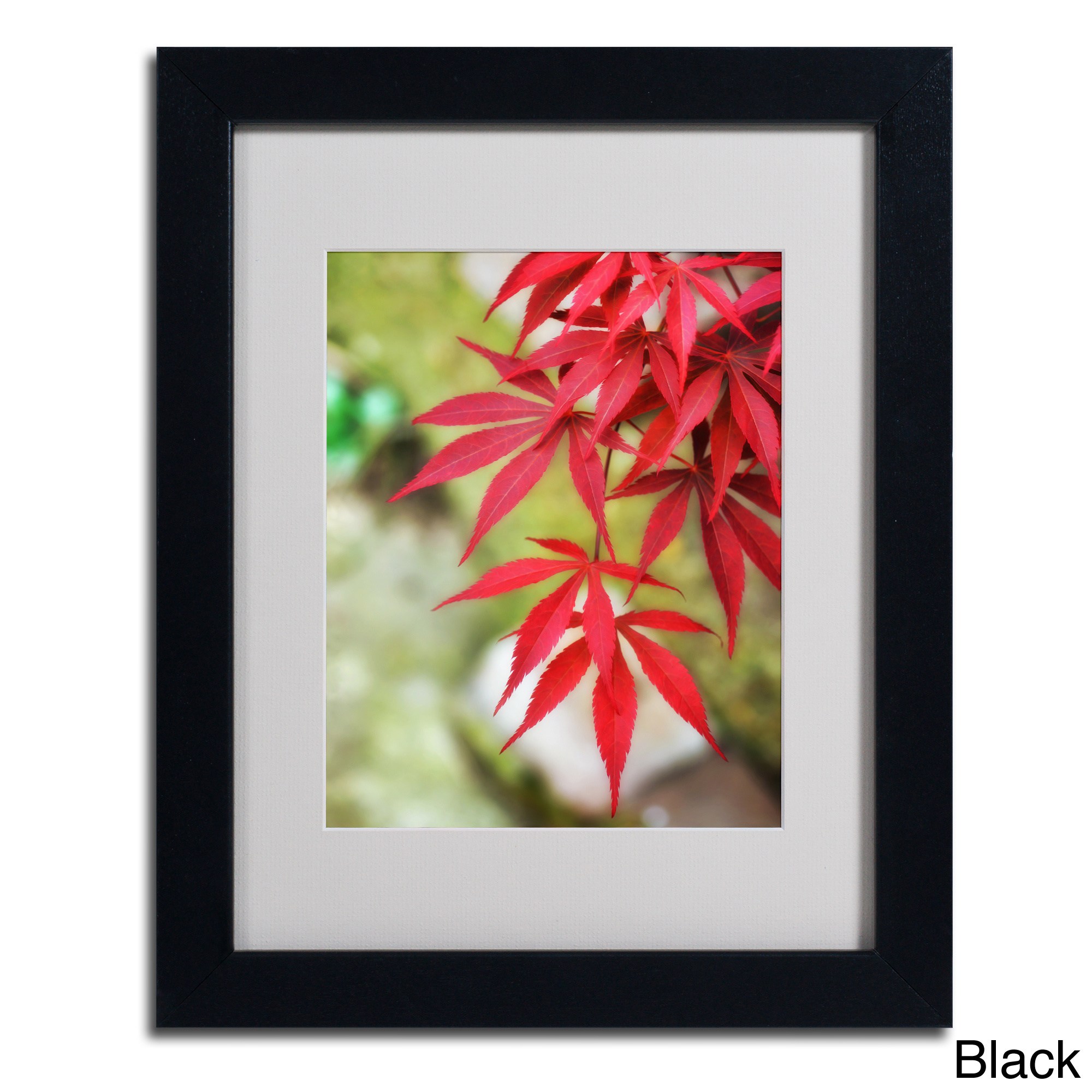 Trademark Fine Art "Japanese Maple" Canvas Art by Philippe Sainte-Laudy, Wood Frame