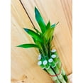 thumbnail image 3 of Live Lucky Bamboo 6&rdquo; Plants, 3 of 6