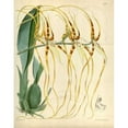 thumbnail image 3 of Curtis, William 15x18 Black Modern Framed Museum Art Print Titled - Orchid, Brassia Arcuigera, 3 of 5