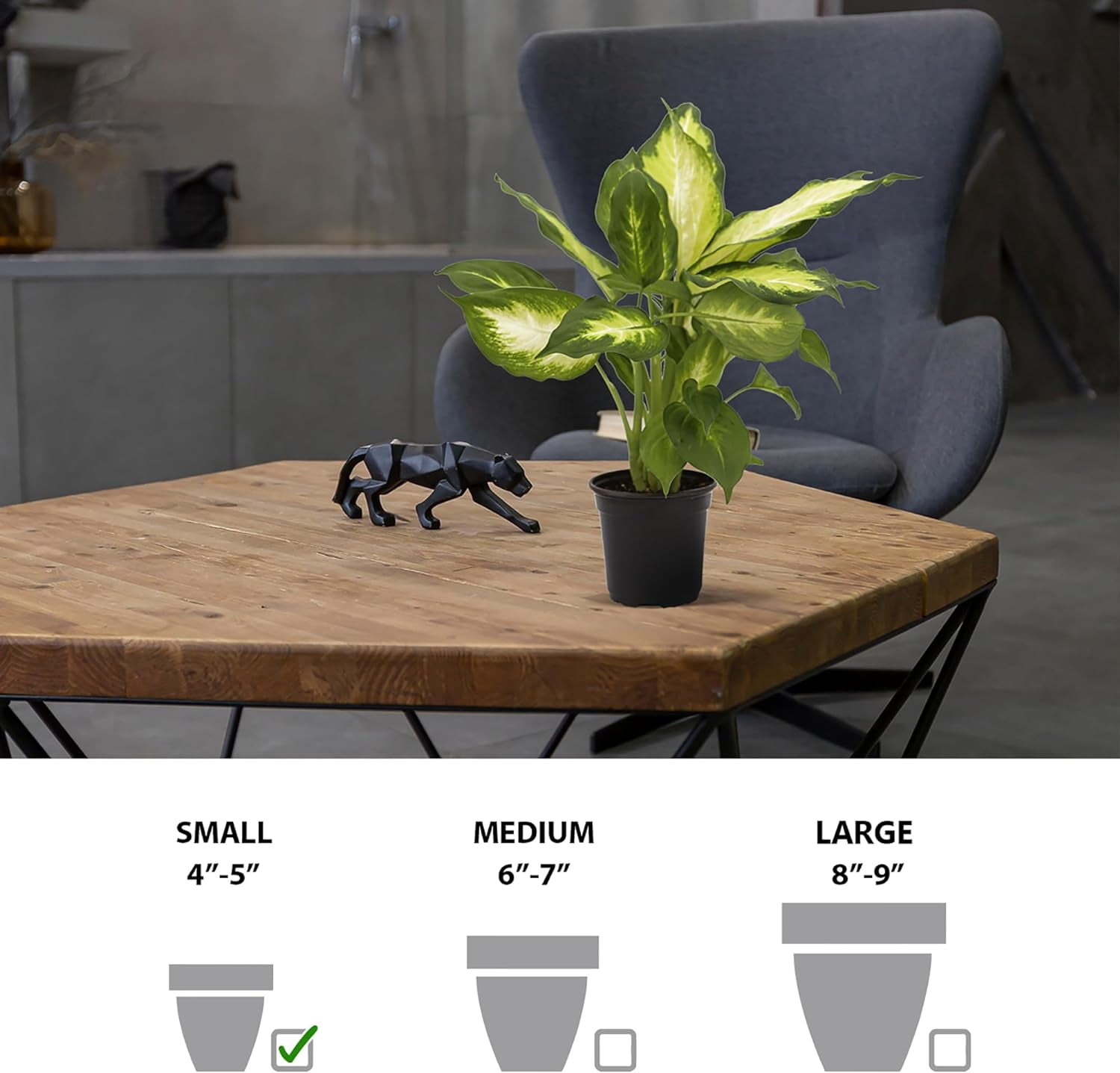 LOSSOM BOOM GARDEN CENTER Dieffenbachia Dumb Cane Palm Tree Live Plants Pot, Fully Rooted Plant