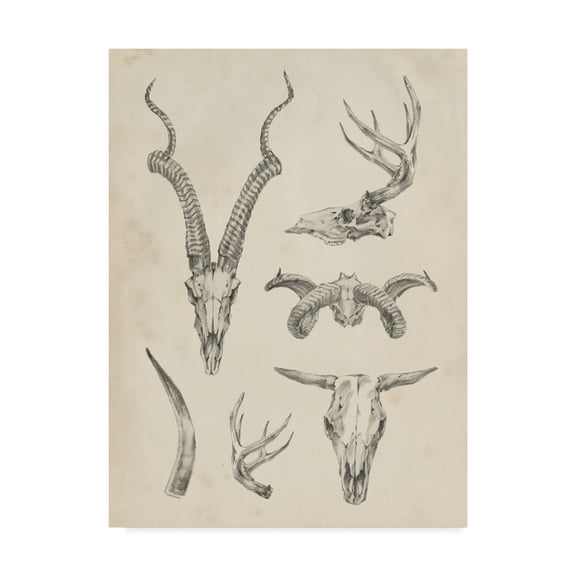 Trademark Fine Art 'Skull And Antler Study I' Canvas Art by Ethan Harper