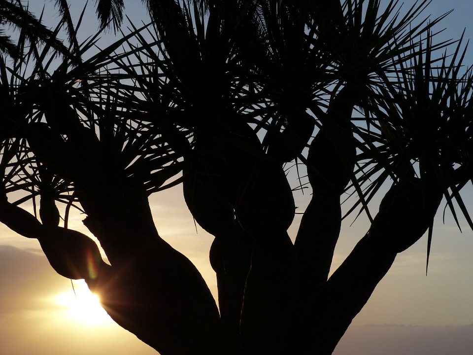 Sunset Palm Aesthetic Tree-12 Inch BY 18 Inch Laminated Poster With Bright Colors And Vivid ...