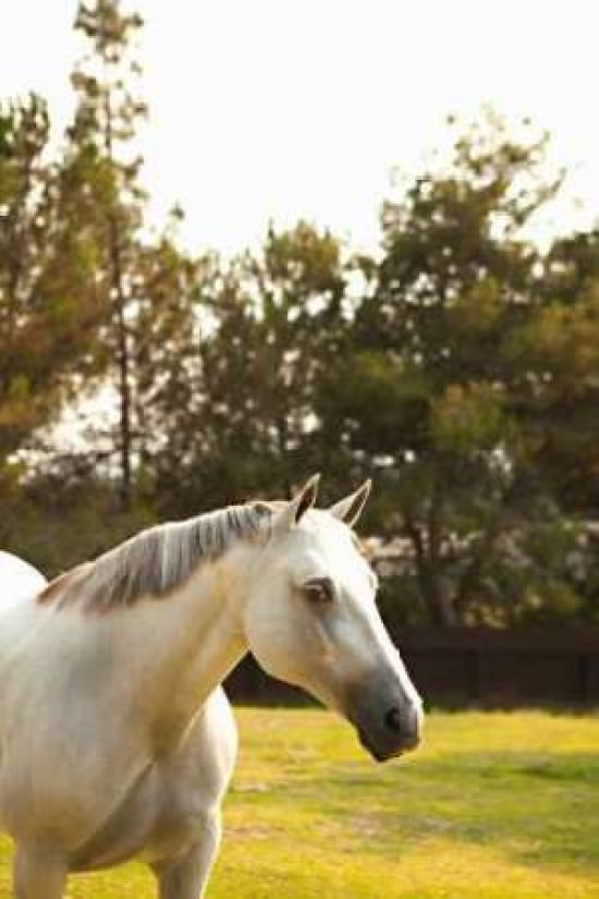 millets equestrian