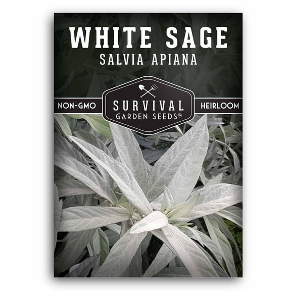 Survival Garden Seeds - 1 Packet White Sage Seed for Planting - Non-GMO Heirloom Full Sun Perennial Herb