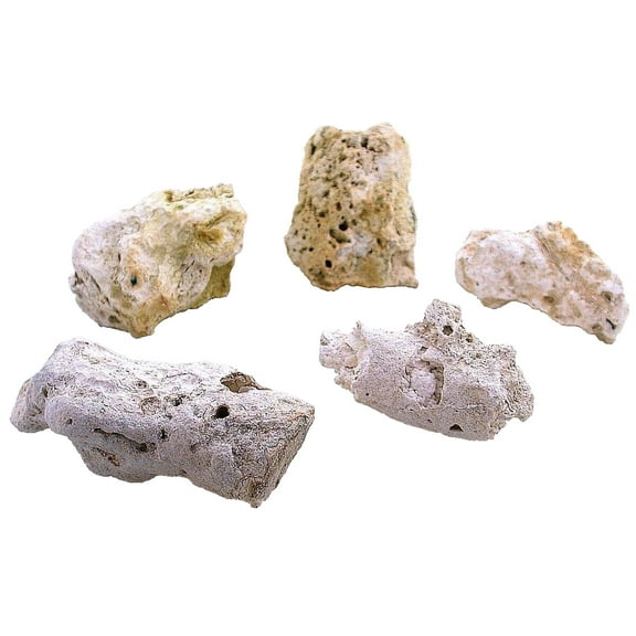 262 Grams 5 Piece Coral Fossil Fossilized Prehistoric Specimens FCR1/4624