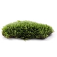 thumbnail image 3 of Moss Micro-landscape Plants Special White Hair Moss, 3 of 3