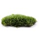 thumbnail image 3 of Plantas de micropaisaje de musgo de alta calidad, musgo especial de pelo blanco, 3 of 3