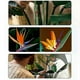thumbnail image 4 of 2025 10289 Plant Series Bird of Paradise Artificial Flower Home Decoration, 4 of 5