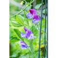 thumbnail image 2 of Horton, Janet 17x24 Black Ornate Wood Framed with Double Matting Museum Art Print Titled - Issaquah-Washington State-USA Close-up of Sweet Peas in blossom, 2 of 4