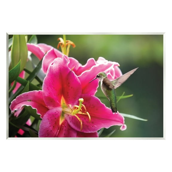 Stupell Industries Hummingbird with Hibiscus Animals & Insects Photography Unframed Art Print Wall Art, 15 x 10