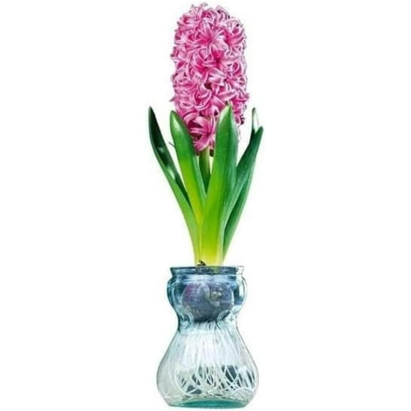 Hyacinth Bulb and Forcing Vase Gift Set - Ready to Grow Indoor Hyacinth, Just Add Water (1 Bulb   1 Vase) - Perfect Holiday, Office, Neighbor & Hostess Gift - Gift For Party Host