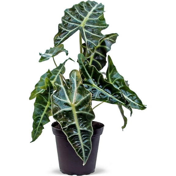 Live Alocasia Polly, Amazonian Elephant Ear, Plant Lover Gift, Housewarming Gift, Mom Gift Plant, Birthday Gift, Office Gift, Get Well Gift, Indoor Potted Houseplant in 4" Pot