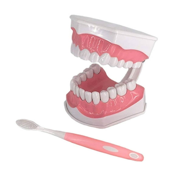 Dental Child Teeth Teaching Model with Toothbrush Adult Teeth Gums Standard Demonstration Tool 2 Times Typodont Model