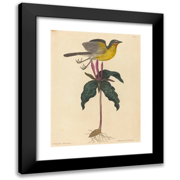 Mark Catesby 12x14 Black Modern Framed Museum Art Print Titled - The Yellow-Breasted Chat (1754)
