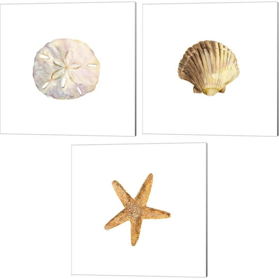 Great Art Now Oceanum Shells White B by Tara Reed 3 Piece Canvas Art Set Each 14W x 14H