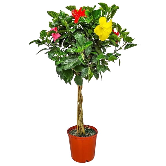 Tropical Plants of Florida 36" to 42" Braided 3 to 4 Mixed Color Hibiscus Tree, 10 in Grower Pot, 1 Count, Attract Bees