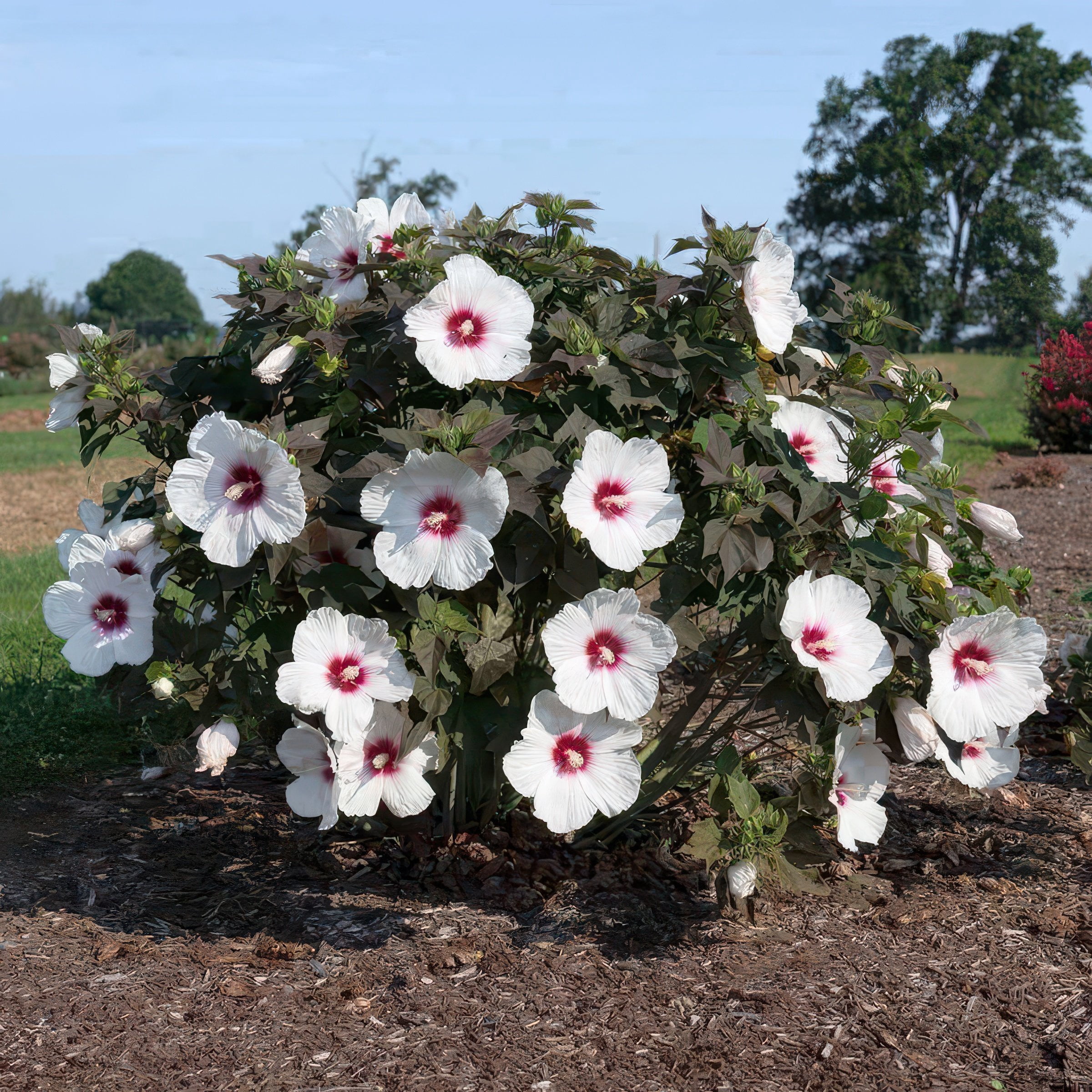 National Plant Network Bare Root Hibiscus Head Over Heels Dream (3-Pack)