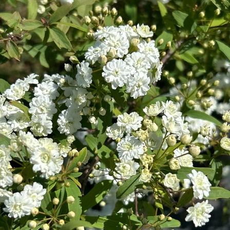 Spirea  Vanhoutei- 3 gal, Live Deciduous Shrub, Full Sun, Outdoor