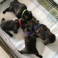 thumbnail image 1 of 12 Colors Puppy ID Collars Whelping Dog Band Newborn Soft Fabric Adjustable Identification Collar Workhe, 1 of 9