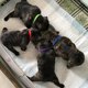 thumbnail image 5 of Billuyoard ¡Caliente! 12 colores cachorro recién nacido mascotas identificar collares ajustables de nailon pequeño perro mascota collar gatito Suministros para perros, 5 of 6