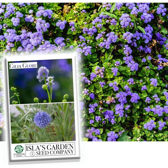 Globe Gilia Flower Seeds, 1000 Seeds Per Packet, Isla's Garden Seeds