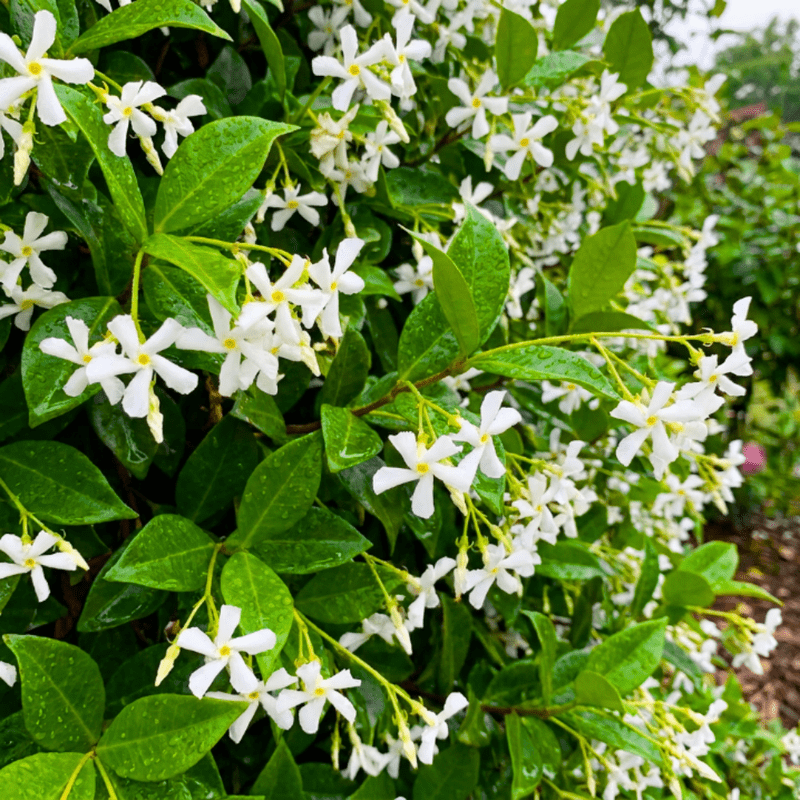 Star Jasmine Plant Live, 8 - 10 Inc Tall, Star Jasmine Live Plant, Fragrant Bloom, Fast Growing Climbing Vine for Trellis, Outdoor Garden