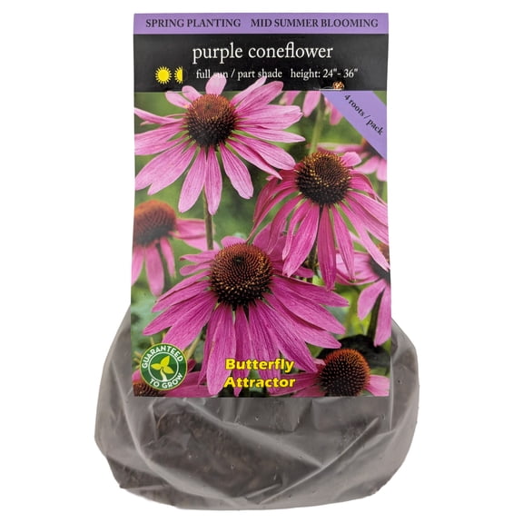 EuroBlooms Magnus Purple Coneflower Bulbs, Bag of 4, Native Perennial Pollinator Garden Plant