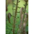 thumbnail image 3 of Mahan, Kathy 11x14 Black Modern Framed Museum Art Print Titled - Sword Fern I, 3 of 5