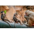 thumbnail image 2 of Ng, Joseph 18x13 White Modern Wood Framed Museum Art Print Titled - Lesson in the Wild, 2 of 4