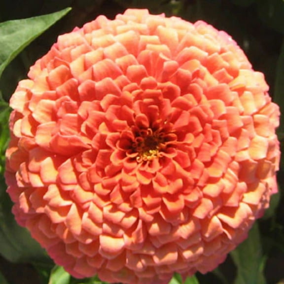 Zinnia Benary's Giant Salmon Rose Seed