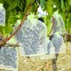 thumbnail image 5 of 30 piezas de bolsas de protección de uvas de 20x30cm, bolsas de protección de frutas verdes con cuerdas, bolsas de organza, bolsas de malla transparente para prevenir moscas de la fruta, avispas, inse, 5 of 5