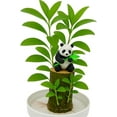 thumbnail image 3 of Brazilian Willow Wood Plant, Mini Brazil Lucky Wood, with Tray Lucky Tree, Swelling The Stage of About to Sprout, Brazilian Tree Perfect for Home, Office Desktop Decoration, 3 of 5