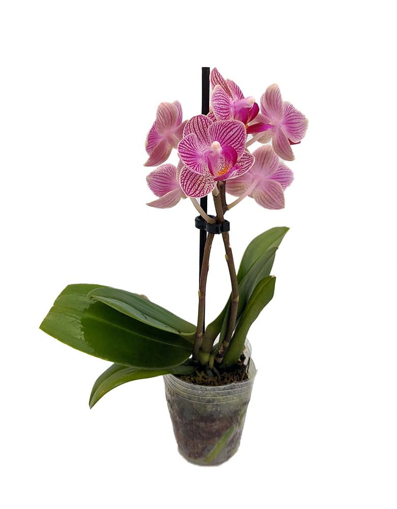 Pink Hybrid Cattleya Orchid Flower Handmade Clay Plant Miniature Dollhouse 