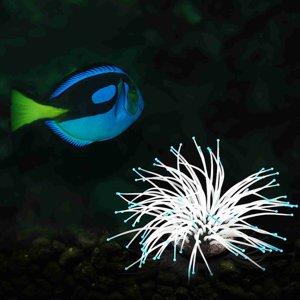 Aquarium Fish Tank Décoration Artificial Silicone Sea Anémone avec effet Glowing Fish Task Aquarium Ornement