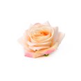thumbnail image 2 of ✪ Women Velvet Cloth Rose Hair Clip Simulation Artificial Flower Corsage Brooch Pin Wedding Party Flamenco Dancer Hair Accessories, 2 of 16
