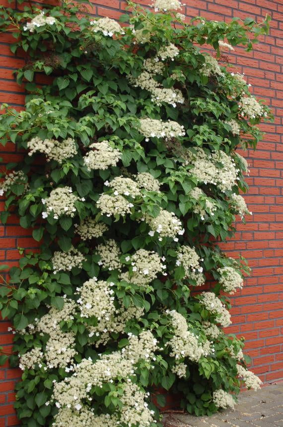 1G Hydrangea Firefly - Walmart.com