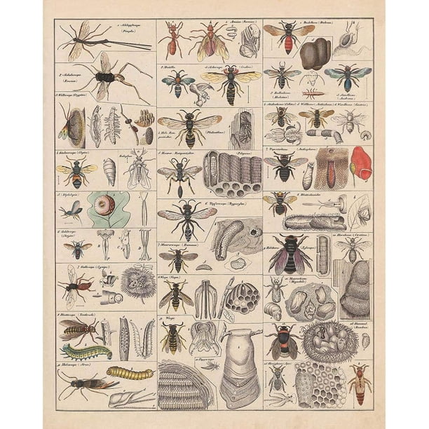 PPHAOSHO Insects Breeds Insectology Entomology Identification Reference ...