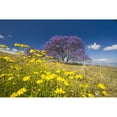 thumbnail image 2 of Hawaii Maui The Lavender Blossoms Of This Jacaranda Tree Contrast The Spring Flowers In A Field Beside The Road To Hal 3, 2 of 2