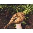 thumbnail image 4 of TomorrowSeeds - Sugar Beet Seeds - 600+ Count - For 2026 Planting White Albino Mangel Turnip Garden, 4 of 11