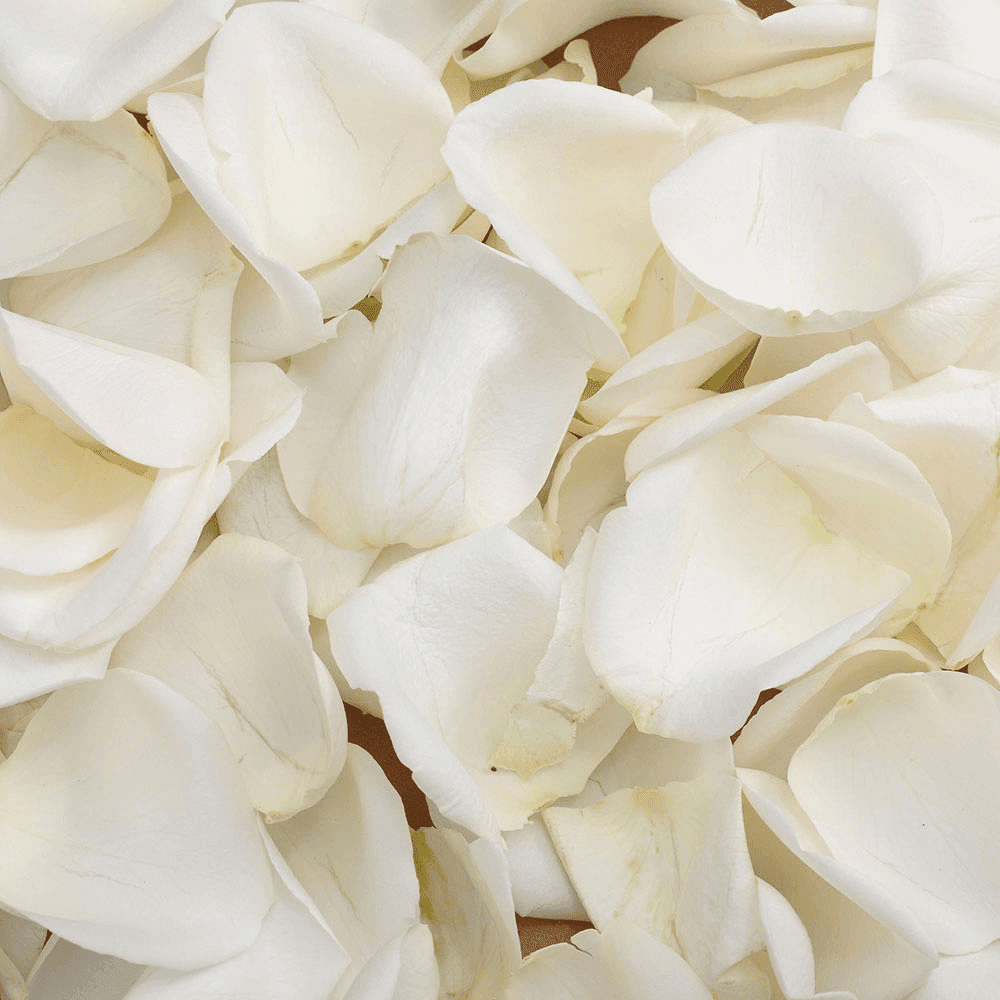 5000 White Petals Beautiful Fresh Cut Flowers Express Delivery