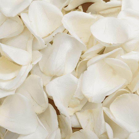 5000 White Petals- Beautiful Fresh Cut Flowers- Express Delivery 5000 White Petals- Beautiful Fresh Cut Flowers- Express Delivery